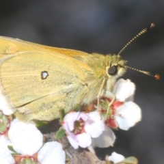 Trapezites luteus (Yellow Ochre, Rare White-spot Skipper) at O'Connor, ACT - 19 Oct 2020 by Harrisi