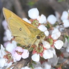 Trapezites luteus at O'Connor, ACT - 19 Oct 2020