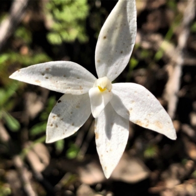 Glossodia major (Wax Lip Orchid) at Sutton, NSW - 14 Oct 2020 by Whirlwind