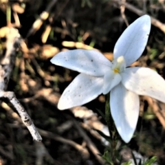 Glossodia major at Sutton, NSW - suppressed