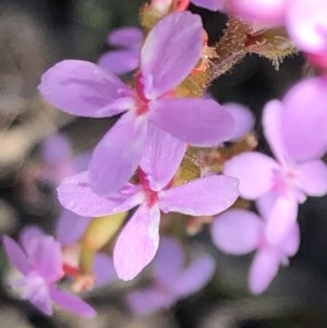 Stylidium sp. at Sutton, NSW - 14 Oct 2020