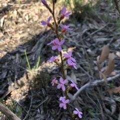 Stylidium sp. at Sutton, NSW - 14 Oct 2020