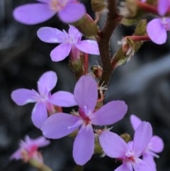 Stylidium sp. at Sutton, NSW - 14 Oct 2020