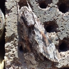 Agrius convolvuli (Convolvulus Hawk Moth) at Bawley Point, NSW - 20 Oct 2020 by GLemann