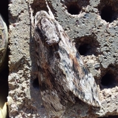 Agrius convolvuli at Bawley Point, NSW - 20 Oct 2020 by GLemann