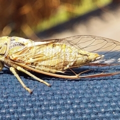 Yoyetta celis (Silver Princess Cicada) at Bawley Point, NSW - 20 Oct 2020 by GLemann