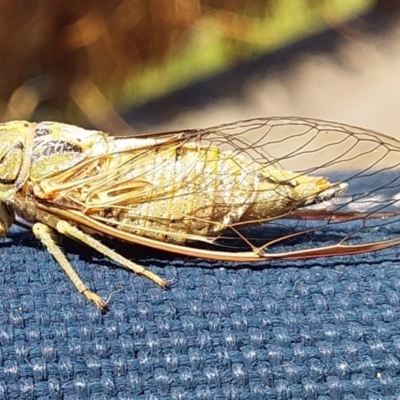 Yoyetta celis (Silver Princess Cicada) at Bawley Point, NSW - 20 Oct 2020 by GLemann