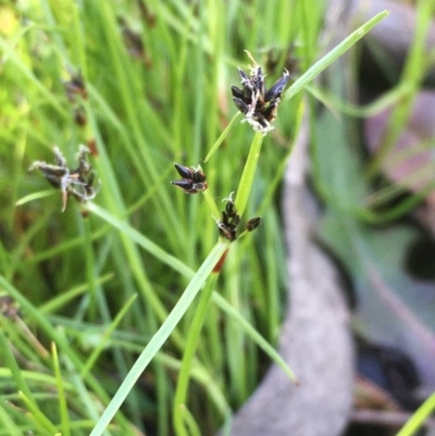 Schoenus apogon (Common Bog Sedge) at Wollogorang, NSW - 19 Oct 2020 by JaneR