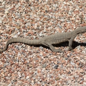 Varanus rosenbergi at Michelago, NSW - 19 Oct 2020