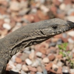 Varanus rosenbergi at Michelago, NSW - 19 Oct 2020