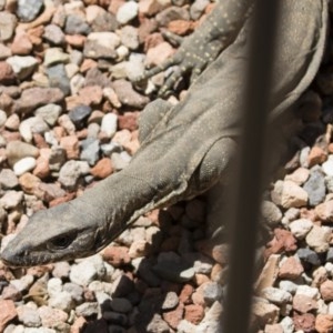 Varanus rosenbergi at Michelago, NSW - 19 Oct 2020