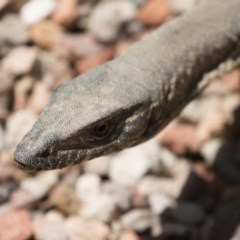 Varanus rosenbergi at Michelago, NSW - 19 Oct 2020