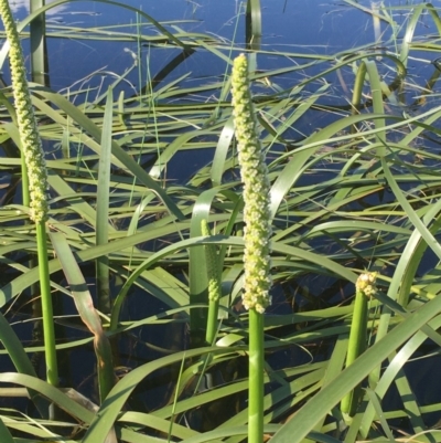 Cycnogeton procerum (Nareli, Swamp Arrowgrass) at Wollogorang, NSW - 19 Oct 2020 by JaneR