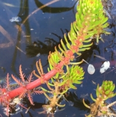 Myriophyllum variifolium at Wollogorang, NSW - 19 Oct 2020