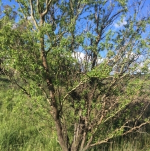 Salix matsudana at Wollogorang, NSW - 19 Oct 2020