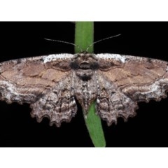 Pholodes sinistraria (Sinister or Frilled Bark Moth) at Lilli Pilli, NSW - 3 Oct 2020 by jb2602