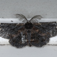 Pholodes sinistraria (Sinister or Frilled Bark Moth) at Lilli Pilli, NSW - 3 Oct 2020 by jb2602