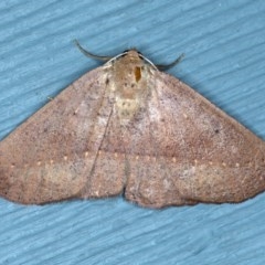 Idiodes apicata (Bracken Moth) at Lilli Pilli, NSW - 3 Oct 2020 by jb2602