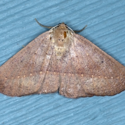 Idiodes apicata (Bracken Moth) at Lilli Pilli, NSW - 3 Oct 2020 by jb2602