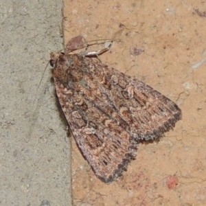 Hypoperigea tonsa at Conder, ACT - 5 Oct 2020