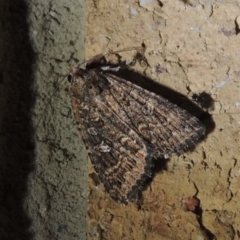 Hypoperigea tonsa at Conder, ACT - 5 Oct 2020