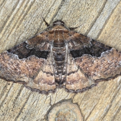 Aporoctena (genus) (A Geometrid moth (Ennominae)) at Lilli Pilli, NSW - 3 Oct 2020 by jb2602