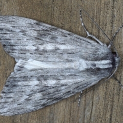 Capusa senilis (Black-banded Wedge-moth) at Lilli Pilli, NSW - 3 Oct 2020 by jbromilow50