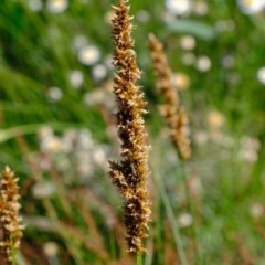 Carex appressa at Molonglo River Reserve - 20 Oct 2020