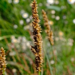 Carex appressa at Molonglo River Reserve - 20 Oct 2020 03:56 PM