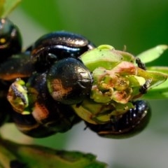 Chrysolina quadrigemina (Greater St Johns Wort beetle) at Kama - 20 Oct 2020 by Kurt