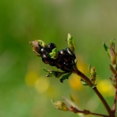 Chrysolina quadrigemina at Molonglo River Reserve - 20 Oct 2020