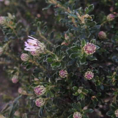 Olearia iodochroa (Violet Daisy-bush) at Bombala, NSW - 21 Jul 2020 by MichaelBedingfield