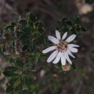 Olearia iodochroa at Bombala, NSW - 21 Jul 2020