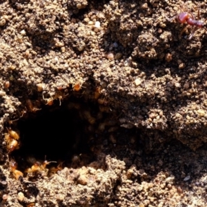 Nasutitermes sp. (genus) at Molonglo River Reserve - suppressed