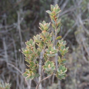 Brachyloma daphnoides at Bombala, NSW - 21 Jul 2020