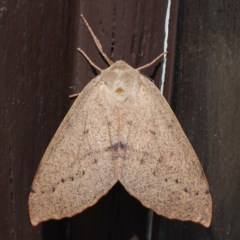 Arhodia lasiocamparia (Pink Arhodia (Oenochrominae)) at Lilli Pilli, NSW - 3 Oct 2020 by jb2602