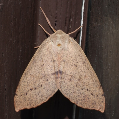 Arhodia lasiocamparia (Pink Arhodia) at Lilli Pilli, NSW - 3 Oct 2020 by jbromilow50