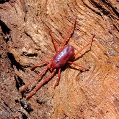 Rainbowia sp. (genus) (A mite) at Holt, ACT - 20 Oct 2020 by Kurt