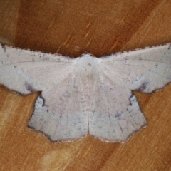 Cernia amyclaria (A Geometer moth (Oenochrominae)) at Lilli Pilli, NSW - 3 Oct 2020 by jb2602