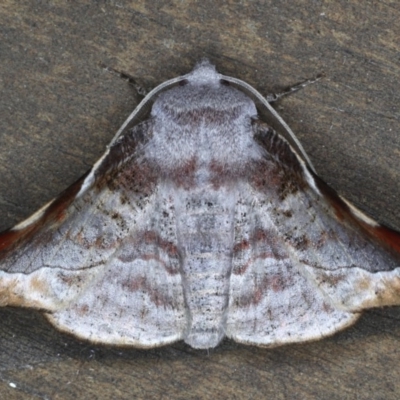 Oenochroma turneri (Turners Wine Moth) at Lilli Pilli, NSW - 3 Oct 2020 by jb2602