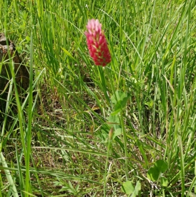 Trifolium incarnatum (Crimson Clover) at The Pinnacle - 20 Oct 2020 by sangio7