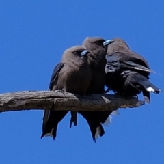 Artamus cyanopterus (Dusky Woodswallow) at Holt, ACT - 20 Oct 2020 by Kurt