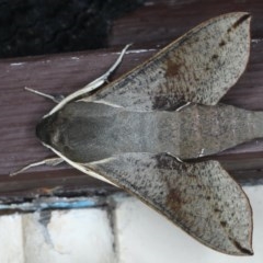 Hippotion scrofa (Coprosma Hawk Moth) at Lilli Pilli, NSW - 3 Oct 2020 by jb2602