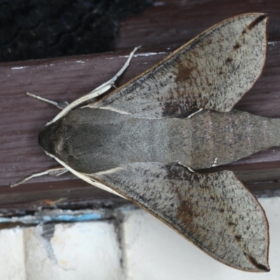 Hippotion scrofa (Coprosma Hawk Moth) at Lilli Pilli, NSW - 3 Oct 2020 by jbromilow50