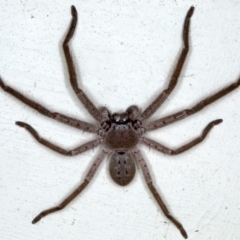 Isopeda (genus) (Huntsman Spider) at Lilli Pilli, NSW - 3 Oct 2020 by jb2602