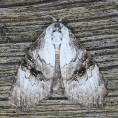 Acatapaustus leucospila at Lilli Pilli, NSW - 3 Oct 2020 by jb2602