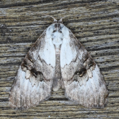 Acatapaustus leucospila (Acatapaustus leucospila) at Lilli Pilli, NSW - 3 Oct 2020 by jb2602