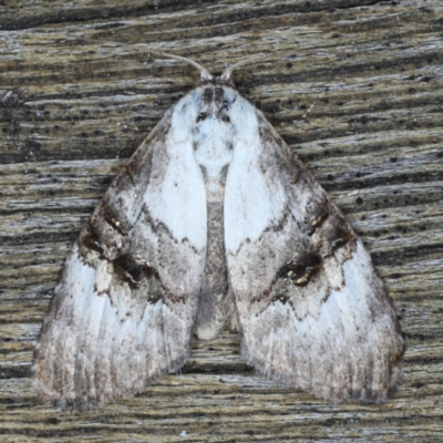 Acatapaustus leucospila at Lilli Pilli, NSW - 3 Oct 2020 by jb2602