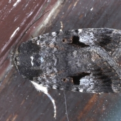 Thoracolopha flexirena (Zoned Noctuid) at Lilli Pilli, NSW - 3 Oct 2020 by jb2602