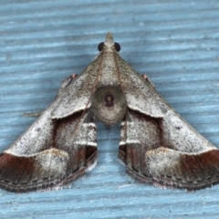 Gauna aegusalis (Pyraline moth) at Lilli Pilli, NSW - 3 Oct 2020 by jbromilow50